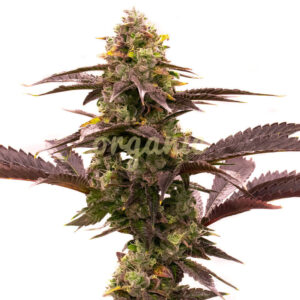 Blue Jack City Auto marijuana seeds