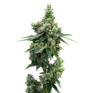 Blue Lyly feminized marijuana seeds