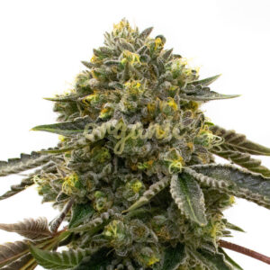 Blue Mist feminized marijuana seeds