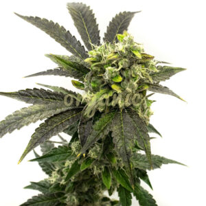 Blue OG feminized marijuana seeds