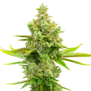 Blue Princess Fast Version marijuana seeds