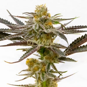 Blue Princess feminized marijuana seeds