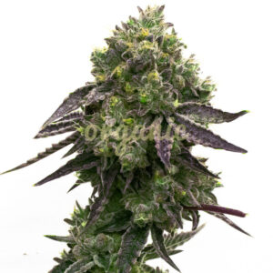 Blue Quartz feminized marijuana seeds