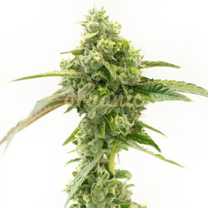 Blue Sombrero feminized marijuana seeds