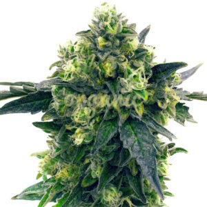 Blue Widow feminized marijuana seeds