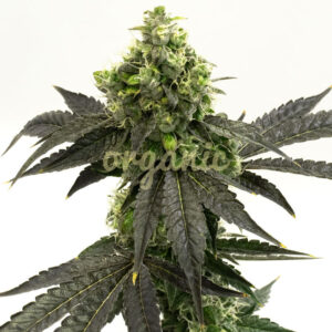 Blueberry Autoflower marijuana seeds