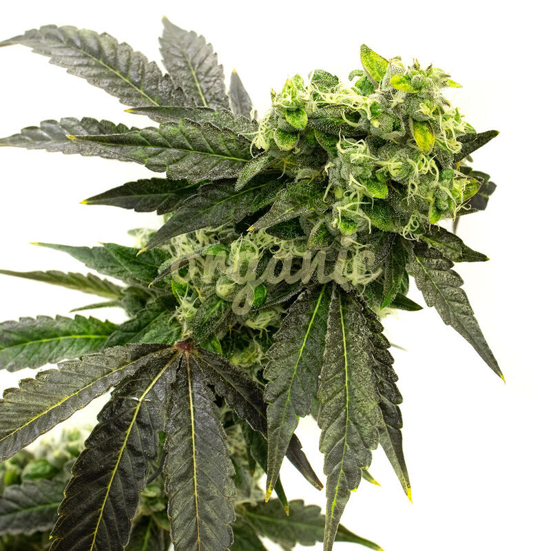 Blueberry Badazz OG feminized marijuana seeds