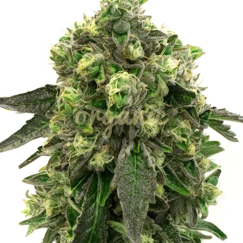 Blueberry Crumble feminized marijuana seeds