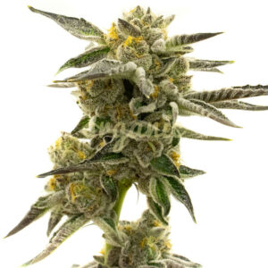 Blueberry feminized marijuana seeds