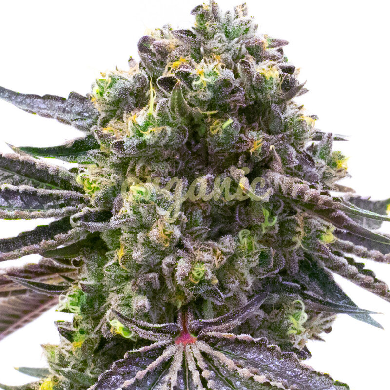 Blueberry Fury Auto marijuana seeds