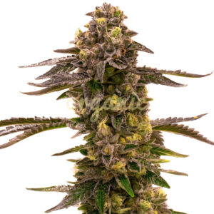 Blueberry Gusto Auto marijuana seeds