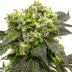 Blueberry Head Band feminized marijuana seeds