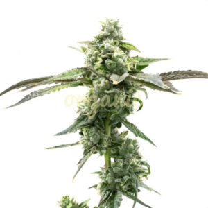 Blushing Truffle feminized marijuana seeds