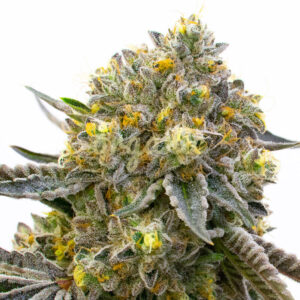 Bruce Almighty feminized marijuana seeds