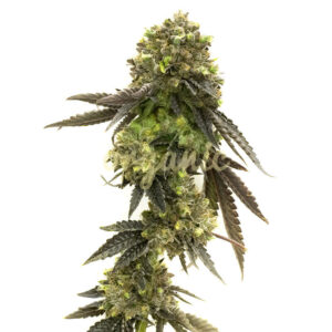 Bruce Banner 2.0 feminized marijuana seeds