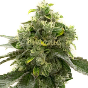 Bruce Banner Autoflower marijuana seeds
