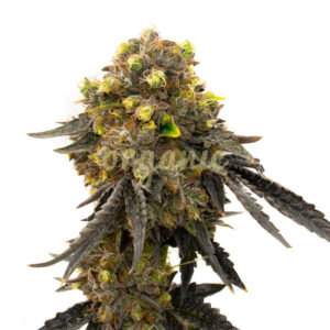 Bruce Banner Fast Version marijuana seeds