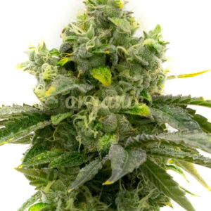 Bruce Banner feminized marijuana seeds