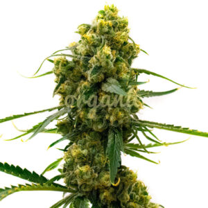Bruce Banner regular marijuana seeds