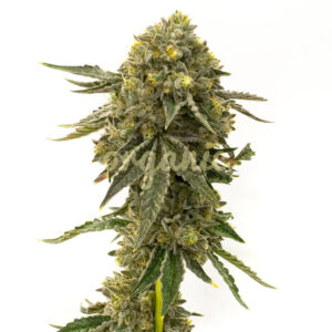 Bubba Kush feminized marijuana seeds