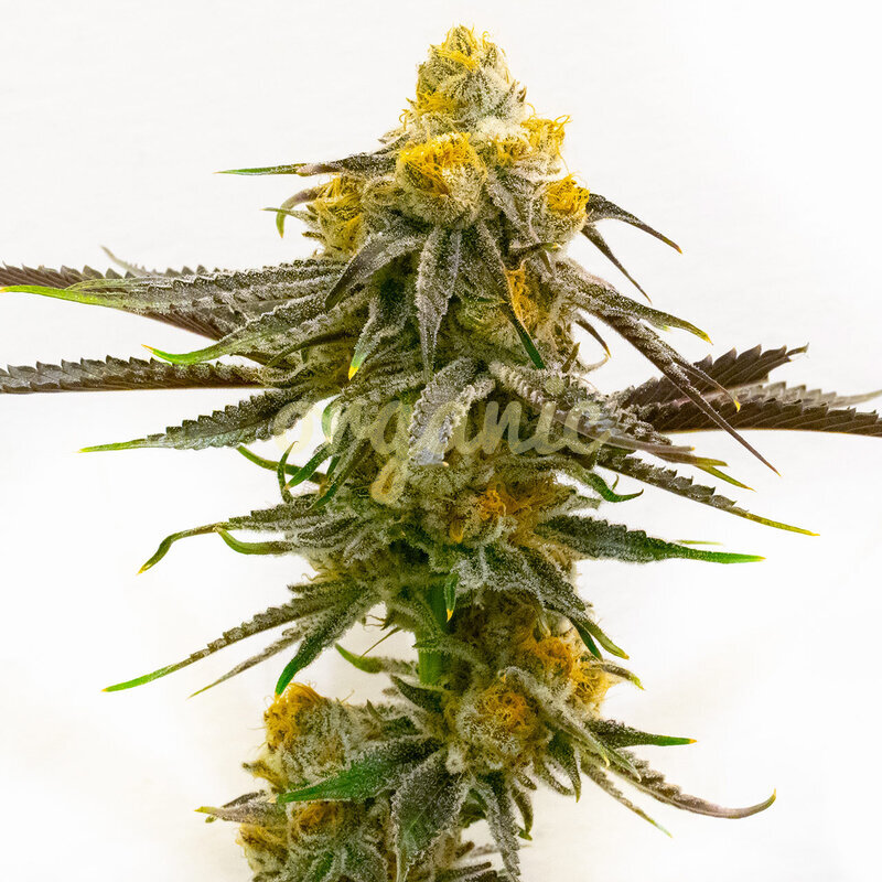 Bubba's Gift feminized marijuana seeds