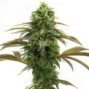 Bubblegum Autoflower marijuana seeds