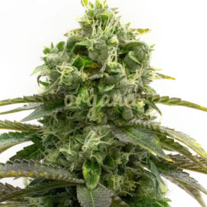 Bubblegum feminized marijuana seeds