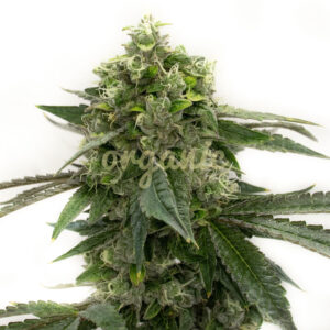 Bubblegum Haze feminized marijuana seeds