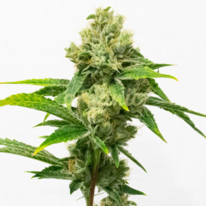 Bud Lights Auto marijuana seeds