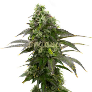 Cafe Racer feminized marijuana seeds