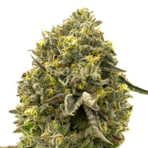 Caffeine Bomb feminized marijuana seeds