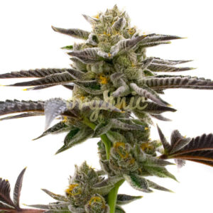 Cake Bomb feminized marijuana seeds