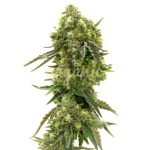 California Dream feminized marijuana seeds