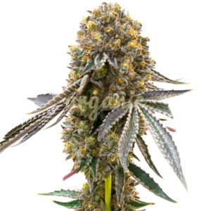 Candy Cream Autoflower marijuana seeds