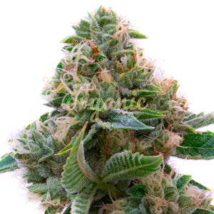 Candy Glue feminized marijuana seeds