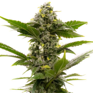 Candy Kush feminized marijuana seeds