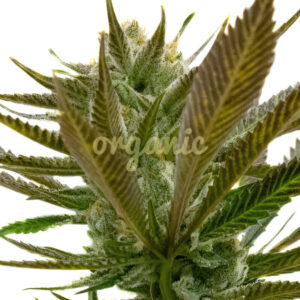 Candy Punch regular marijuana seeds