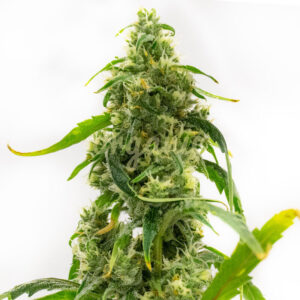 Candyland Peyote feminized marijuana seeds