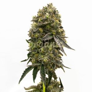 Carmen 2.0 feminized marijuana seeds