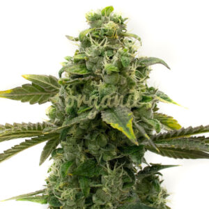 CBD ACDC feminized marijuana seeds