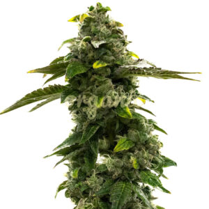 CBD Black Diesel feminized marijuana seeds
