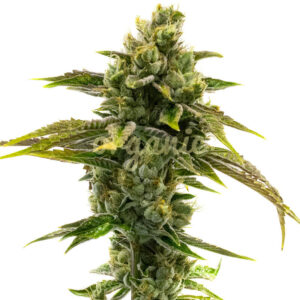 CBD Black Domina feminized marijuana seeds