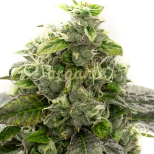 CBD Blueberry feminized marijuana seeds