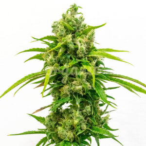 CBD Carmagnola feminized marijuana seeds