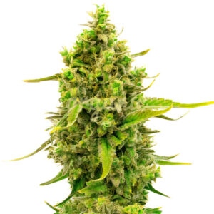 CBD Cheese Autoflower marijuana seeds