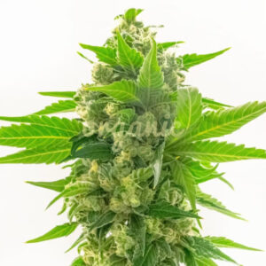 CBD Cheese feminized marijuana seeds