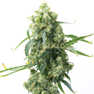 CBD Chemdog #4 (1:1) feminized marijuana seeds
