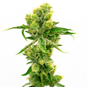 CBD Cream & Cheese feminized marijuana seeds