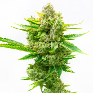 CBD Critical Mass Autoflower marijuana seeds