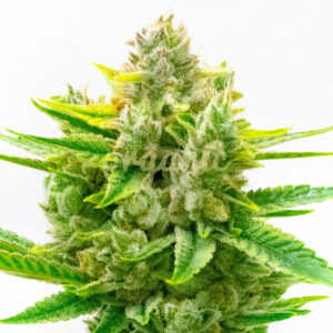 CBD Critical Mass feminized marijuana seeds